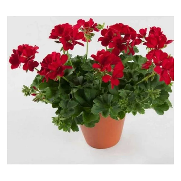 Koyu Kırmızı Sardunya Çiçeği Fidanı 10-20 Cm - Görsel 2