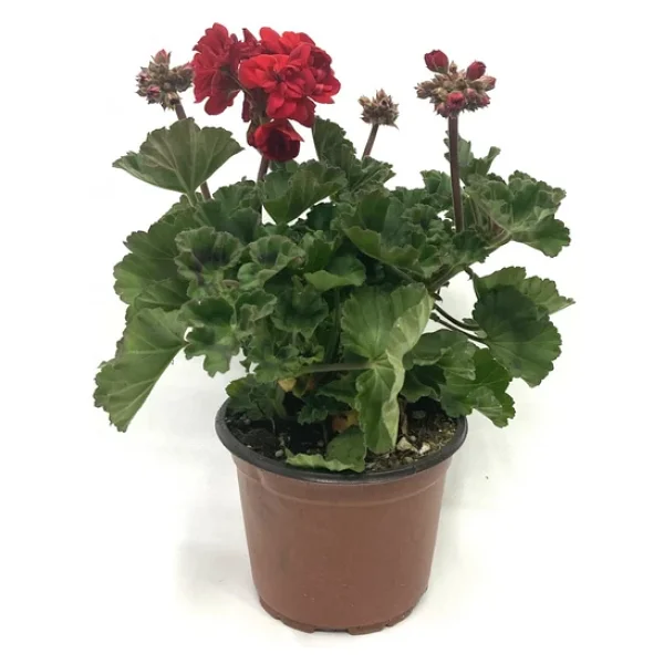 Koyu Kırmızı Sardunya Çiçeği Fidanı 10-20 Cm - Görsel 3