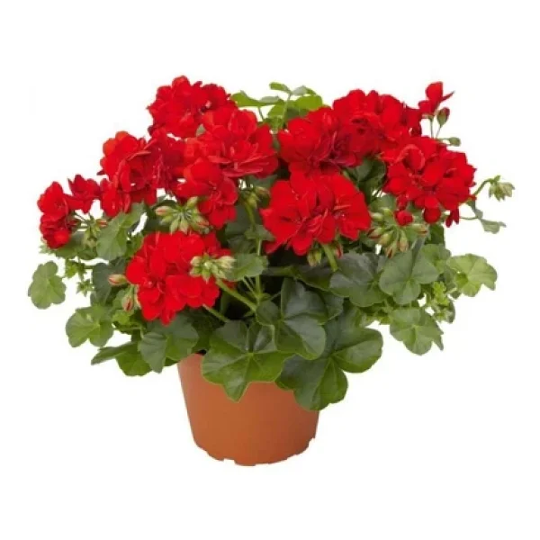 Koyu Kırmızı Sardunya Çiçeği Fidanı 10-20 Cm - Görsel 5