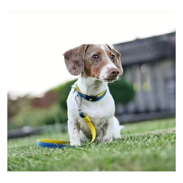 Max & Molly Urban Pets Kısa Tasma - Matris Sarı - M - Görsel 2