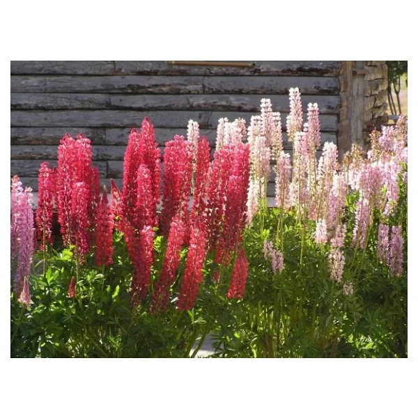 Acı Bakla Çiçeğix ( Lupine ) - Görsel 2
