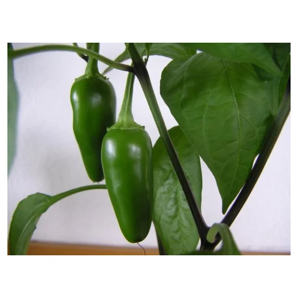 Kırmızı Jalapeno Biber - Görsel 2