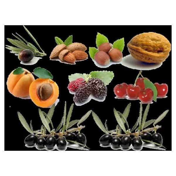 Baseh Flap Çubuklu Zeytin Hasat Makinesi Tırpan Ucu Zeytin Hasat - Görsel 7
