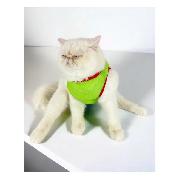 Pink Strawberry Atlet Kedi Kiyafeti Kedi Elbisesi - Görsel 3