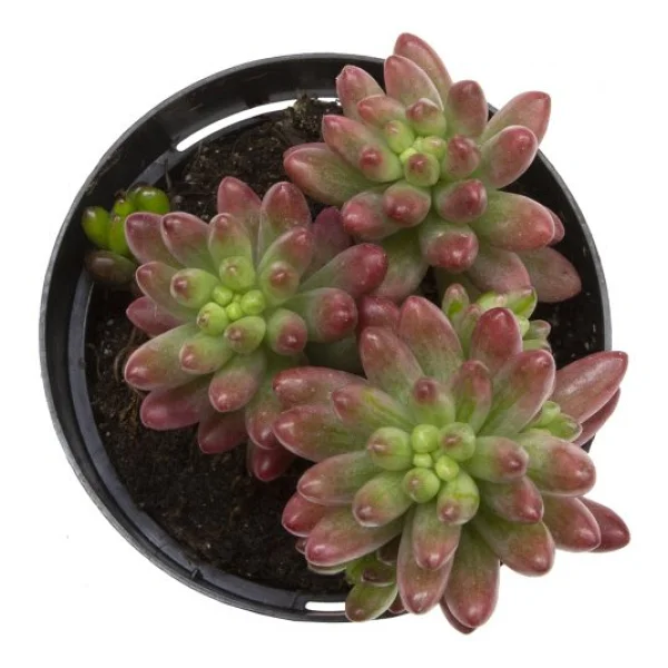 Sedum Rubrotinctum Aurora Sukulent - Görsel 2
