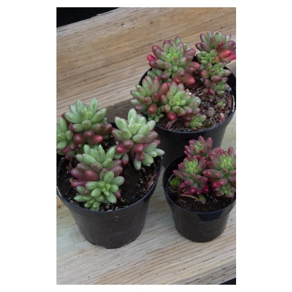 Sedum Rubrotinctum Aurora Sukulent - Görsel 3