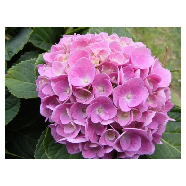 Açık Pembe Canlı Ortanca Çiçeği Fidanı 10-20 Cm - Görsel 4