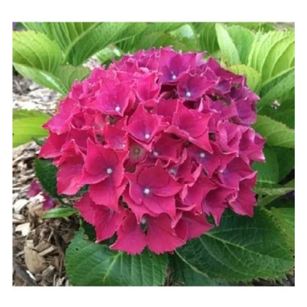 Açık Pembe Canlı Ortanca Çiçeği Fidanı 10-20 Cm - Görsel 6