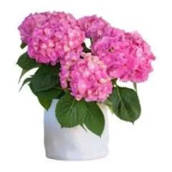 Açık Pembe Canlı Ortanca Çiçeği Fidanı 10-20 Cm - Görsel 5