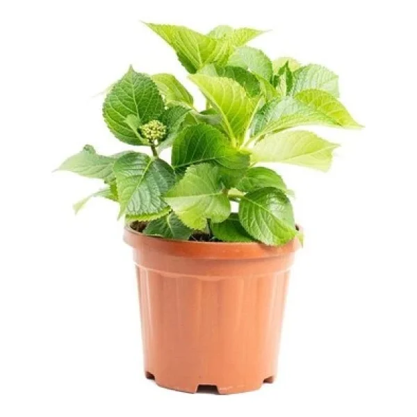 Açık Pembe Canlı Ortanca Çiçeği Fidanı 10-20 Cm - Görsel 3