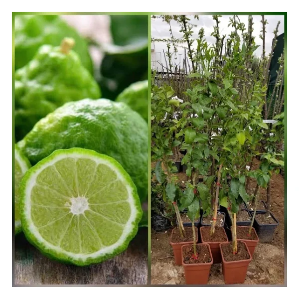 6 Yaş Aşılı Bergamot Fidanı, Saksıda - Görsel 2