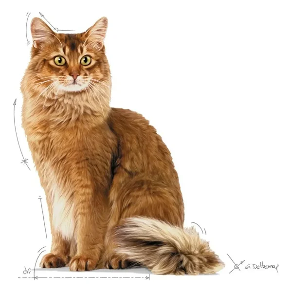Royal Canin Light 40 8 kg Yetişkin Kuru Kedi Maması - Görsel 4