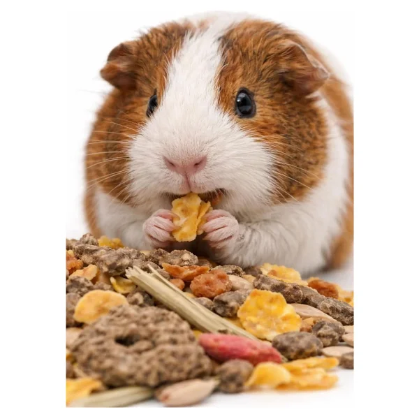 Versele-Laga Crispy Muesli Guinea Pig Kobay Kemirgen Yemi 850 G - Görsel 4