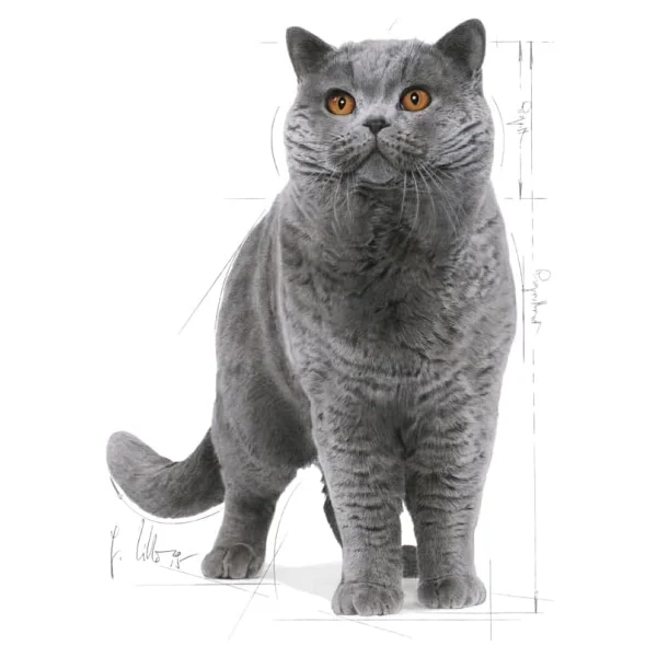 Royal Canin British Shorthair 10 kg Yetişkin Kedi Maması - Görsel 3