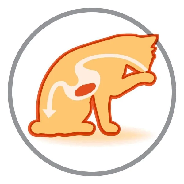 Pro Plan Derma Care Somonlu 1.5 kg Yetişkin Kedi Maması - Görsel 10