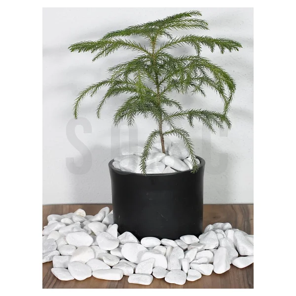SOSC Natural Beyaz Dolomit Dekoratif Çakıl Taşı, İç ve Dış Mekan Peyzaj için, 2-4 cm, 1 kg, Bahçe Saksı Süsü - Görsel 3