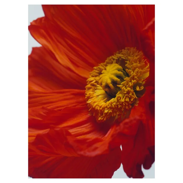 Jo Malone London Scarlet Poppy Cologne Intense 100 ml Parfüm - Görsel 5
