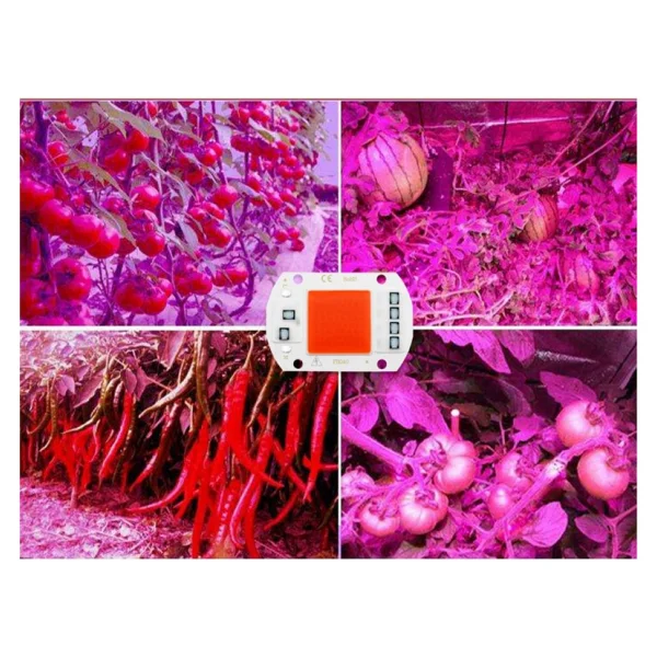 220V 50W Grow Led Full Spectrum Cob Led (Bitki Yetiştirme Ledi) - Görsel 4