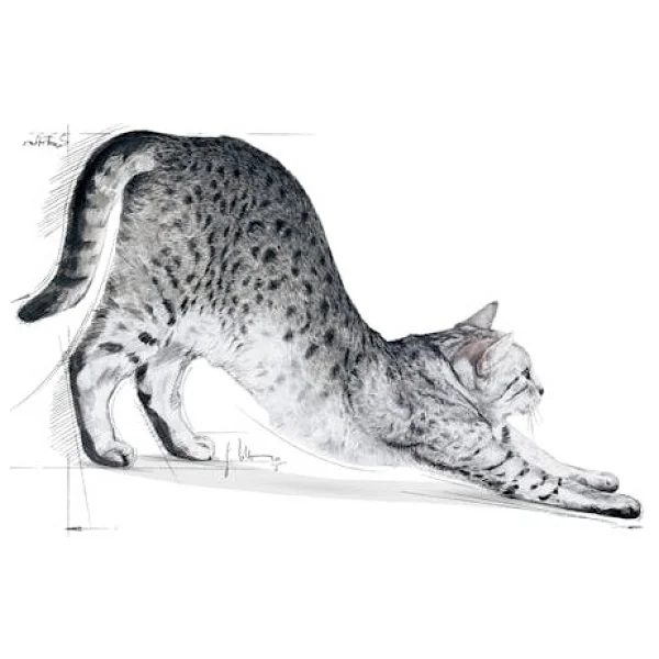Royal Canin Indoor 27 400 gr Yetişkin Kedi Maması - Görsel 3