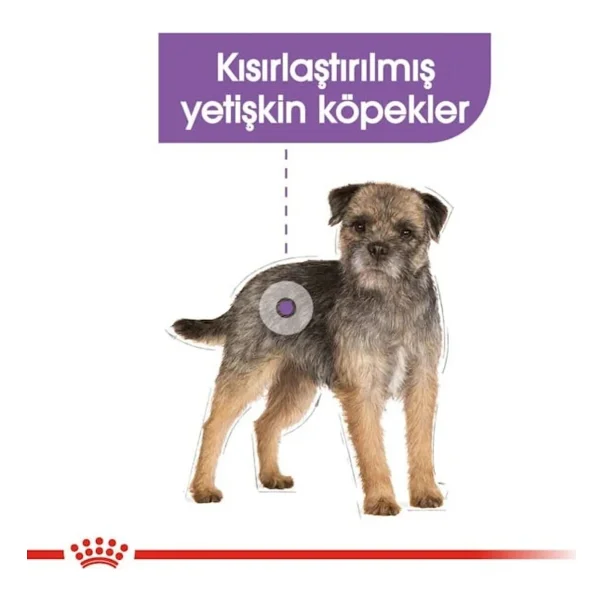 Royal Canin Mini Sterilised 3 kg Küçük Irk Kısırlaştırılmış Yetişkin Köpek Maması - Görsel 8