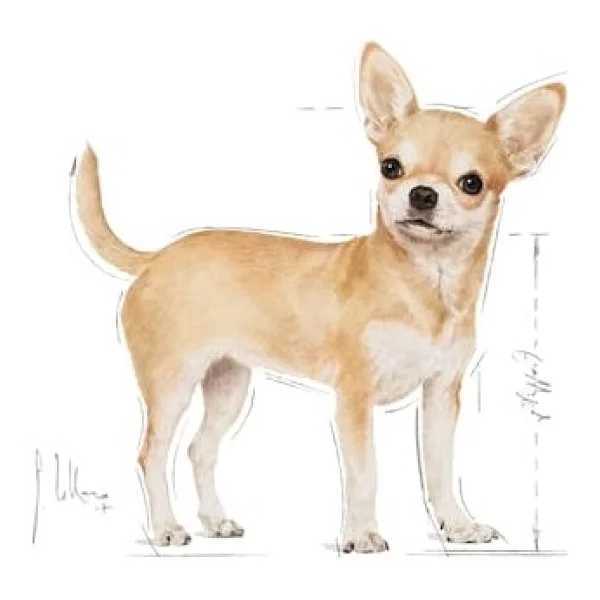 Royal Canin Chihuahua Adult 1.5 kg Yetişkin Köpek Maması - Görsel 4