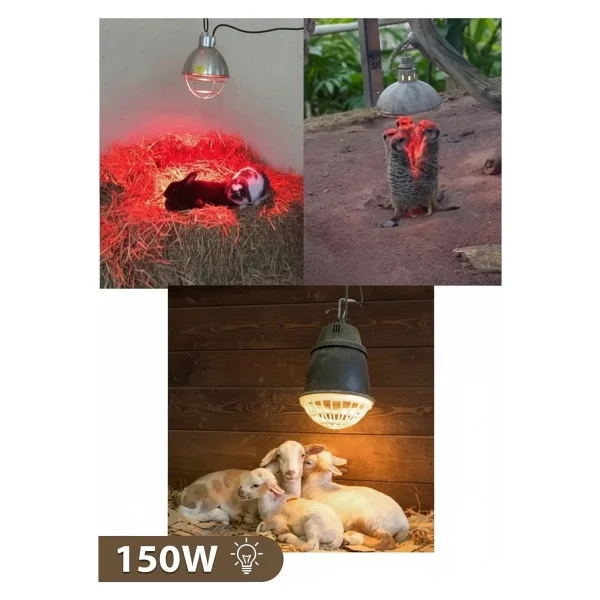 Epilons 150W Kızılötesi (Infrared) Isıtıcılı Hayvan Isıtma ve Kuluçka Lambası (Kırmızı Işık) E27 (Kalın Duy) - Görsel 7