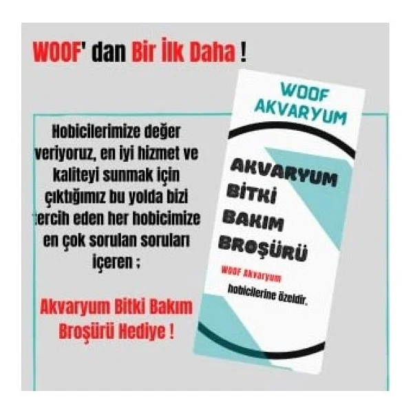 Ludwigia Green 5 Dal Kusursuz Form Akvaryum Bitkisi Canlı Bitki - Çok Renkli - Görsel 4