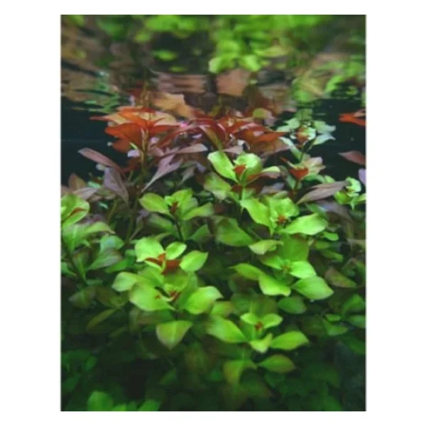 Ludwigia Green 5 Dal Kusursuz Form Akvaryum Bitkisi Canlı Bitki - Çok Renkli - Görsel 5