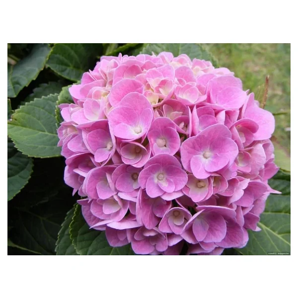 Canlı Ortanca Çiçeği Fidanı Pembe Mavi Lila Renk 3 Adet 10-20 Cm - Görsel 3