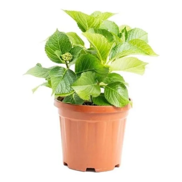 Canlı Ortanca Çiçeği Fidanı Pembe Mavi Lila Renk 3 Adet 10-20 Cm - Görsel 4
