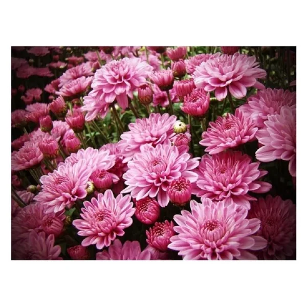 Pembe Kasımpatı Çiçeği Fidanı Saksılı 20-40 Cm - Görsel 3