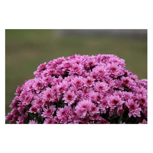 Pembe Kasımpatı Çiçeği Fidanı Saksılı 20-40 Cm - Görsel 2