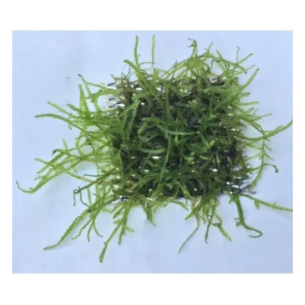 Bıo Aquatıc Java Moss 5x5 Cm Akvaryum Zemin Ve Dekor Süsleme Bitkisi. - Görsel 3