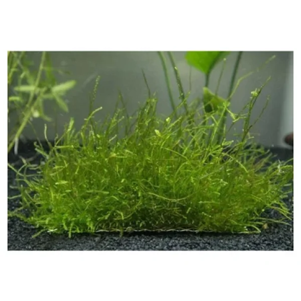 Bıo Aquatıc Java Moss 5x5 Cm Akvaryum Zemin Ve Dekor Süsleme Bitkisi. - Görsel 2