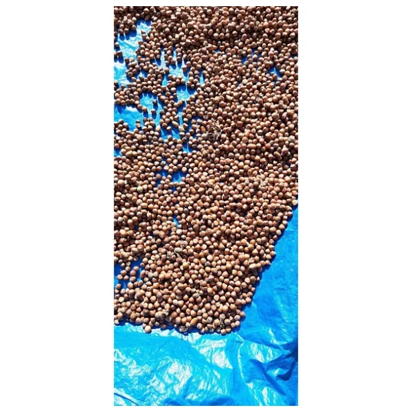 Kabuklu Fındık 5 Kg - Görsel 2