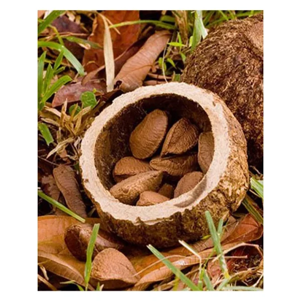 Organik Bitkim Brezilya Cevizi 100 Gr - Görsel 6