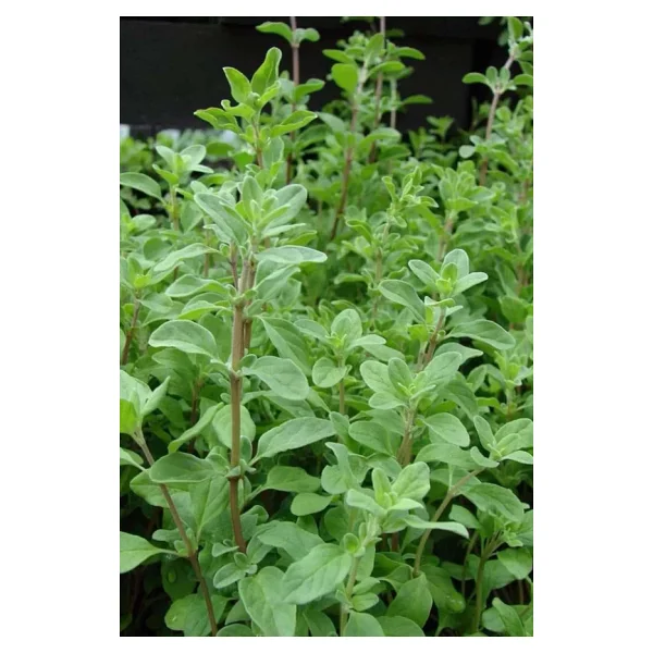 İstanbul Baharat Mercanköşk 3x50 Gr - Görsel 6