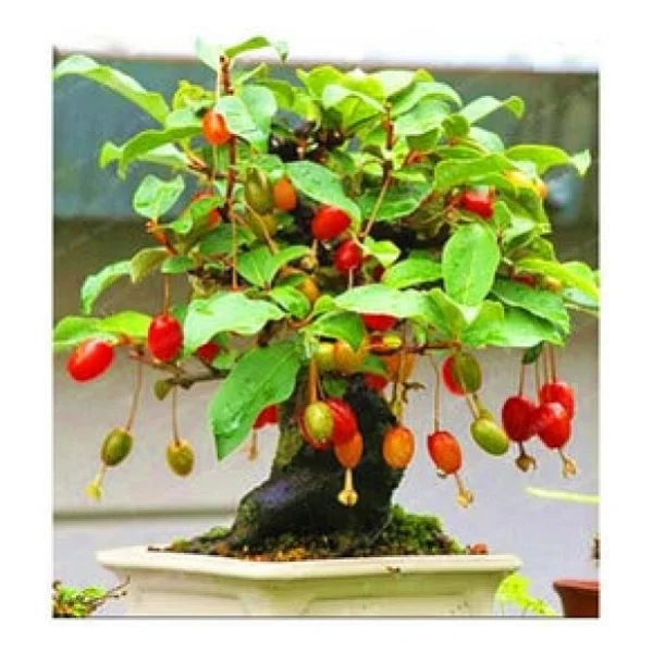 Bodur Bonsai Kızılcık Ağacı Tohumu 5 Tohum+Saksı+Toprak+Hediye To - Görsel 2