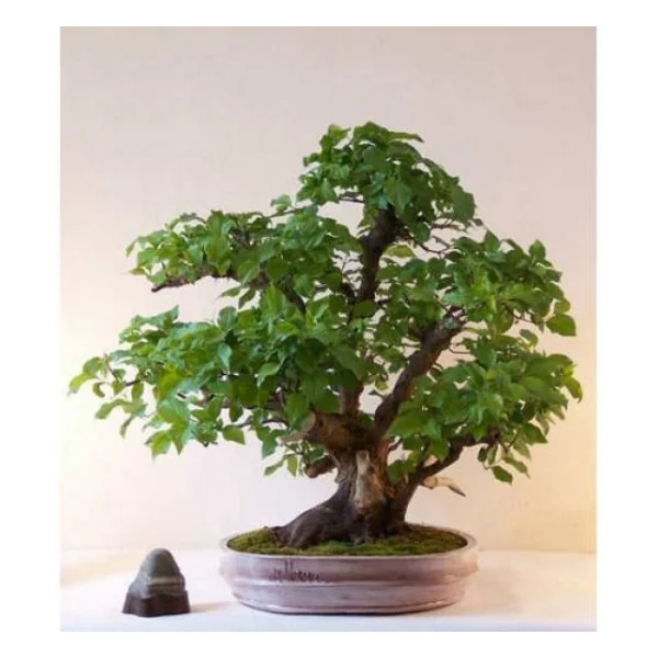 Bodur Bonsai Kızılcık Ağacı Tohumu 5 Tohum+Saksı+Toprak+Hediye To - Görsel 3