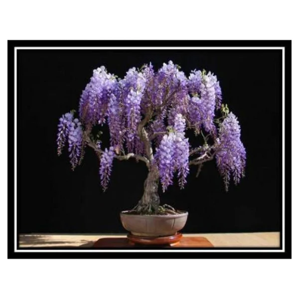 Bodur Bonsai Jakaranda Ağacı Tohumu 5 Tohum + Toprak+Saksı+Hediye - Görsel 2