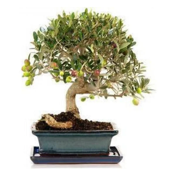 Bodur Bonsai Zeytin Ağacı Tohumu 3 Tohum + Toprak + Saksı+Hediye - Görsel 2