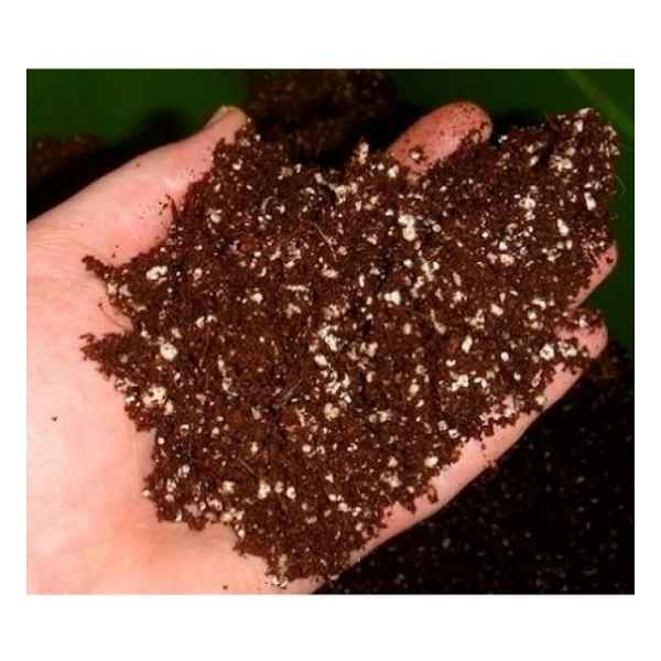 Bodur Bonsai Jakaranda Ağacı Tohumu 5 Tohum + Toprak+Saksı+Hediye - Görsel 4