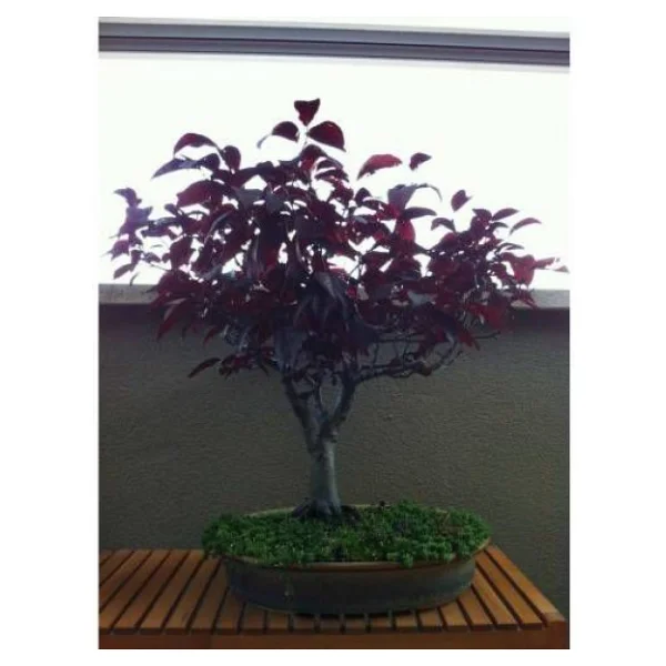 Bodur Bonsai Erik Ağacı Tohumu 2 Tohum +Saksı+Toprak+Hediye Tohum - Görsel 2