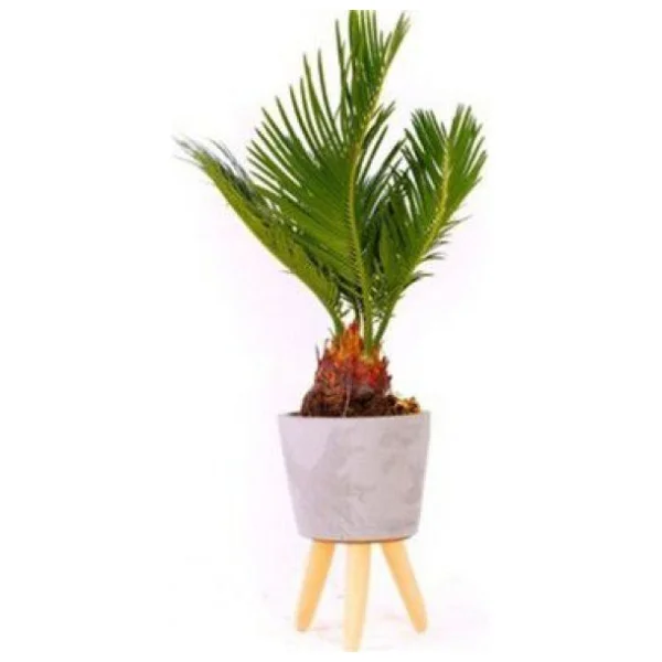 Bodur Bonsai Palmiye Ağacı Tohum 3 Tohum +Saksı+Toprak+Hediye Toh - Görsel 2
