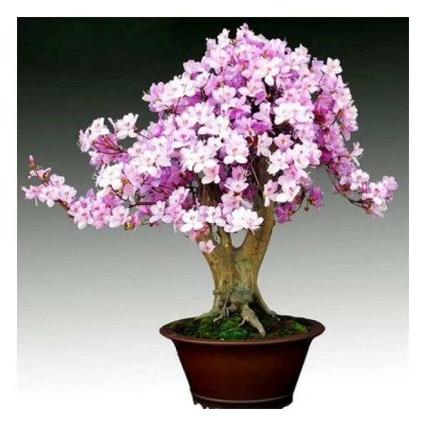 Bodur Bonsai Erik Ağacı Tohumu 2 Tohum +Saksı+Toprak+Hediye Tohum - Görsel 3