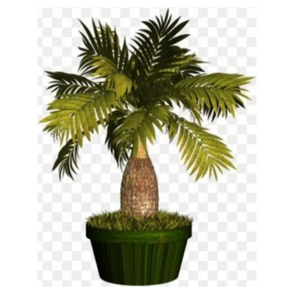 Bodur Bonsai Palmiye Ağacı Tohum 3 Tohum +Saksı+Toprak+Hediye Toh - Görsel 3