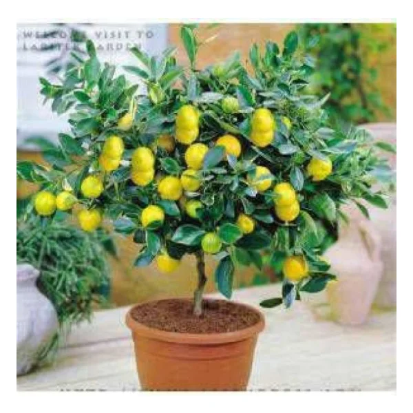 Bodur Bonsai Limon Ağacı Tohumu 5 Tohum +Saksı+Toprak+Hediye Tohu - Görsel 2