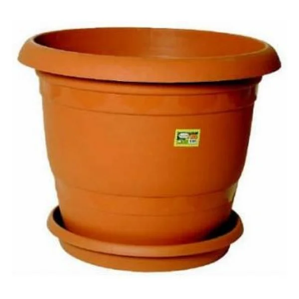 Bodur Bonsai Palmiye Ağacı Tohum 3 Tohum +Saksı+Toprak+Hediye Toh - Görsel 5