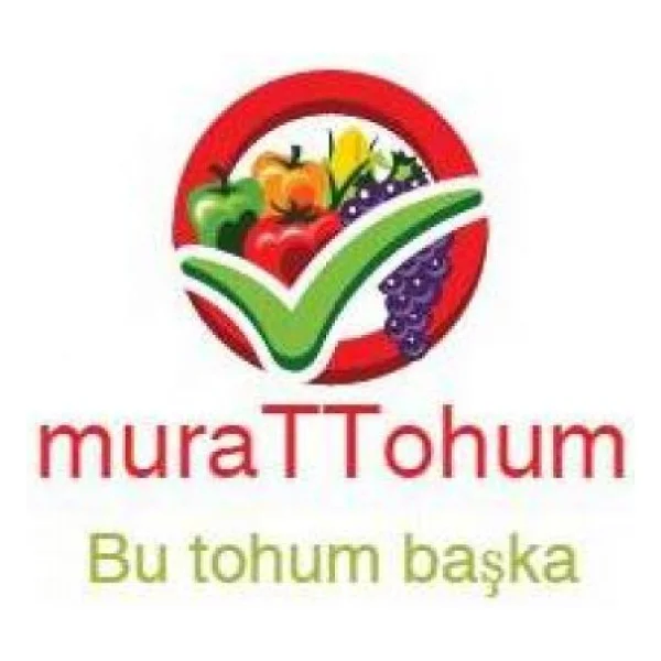 Bodur Bonsai Palmiye Ağacı Tohum 3 Tohum +Saksı+Toprak+Hediye Toh - Görsel 6