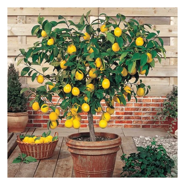 Bodur Bonsai Limon Ağacı Tohumu 5 Tohum +Saksı+Toprak+Hediye Tohu - Görsel 3